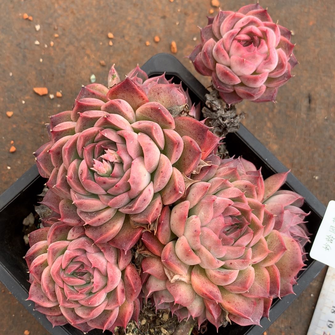 3592杂交多肉植物