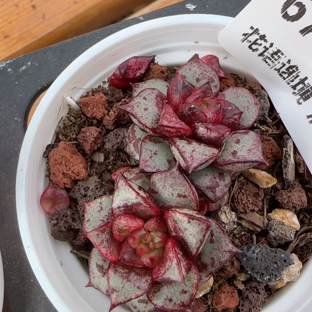 花语逸镜0206-674