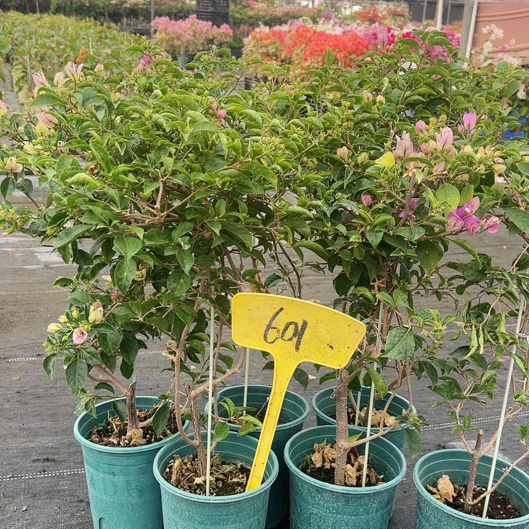 大部分花苞少量开放601雪紫带竹一棵