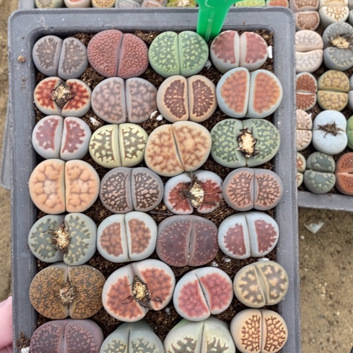 知***山生石花等植物的生长发育595