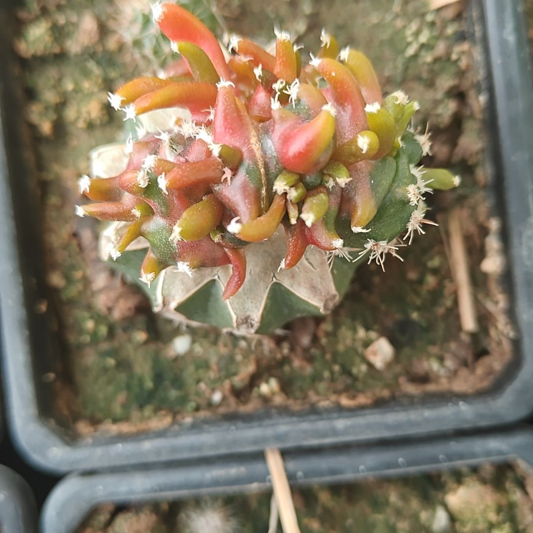 草球苗接牡丹锦嵌合体