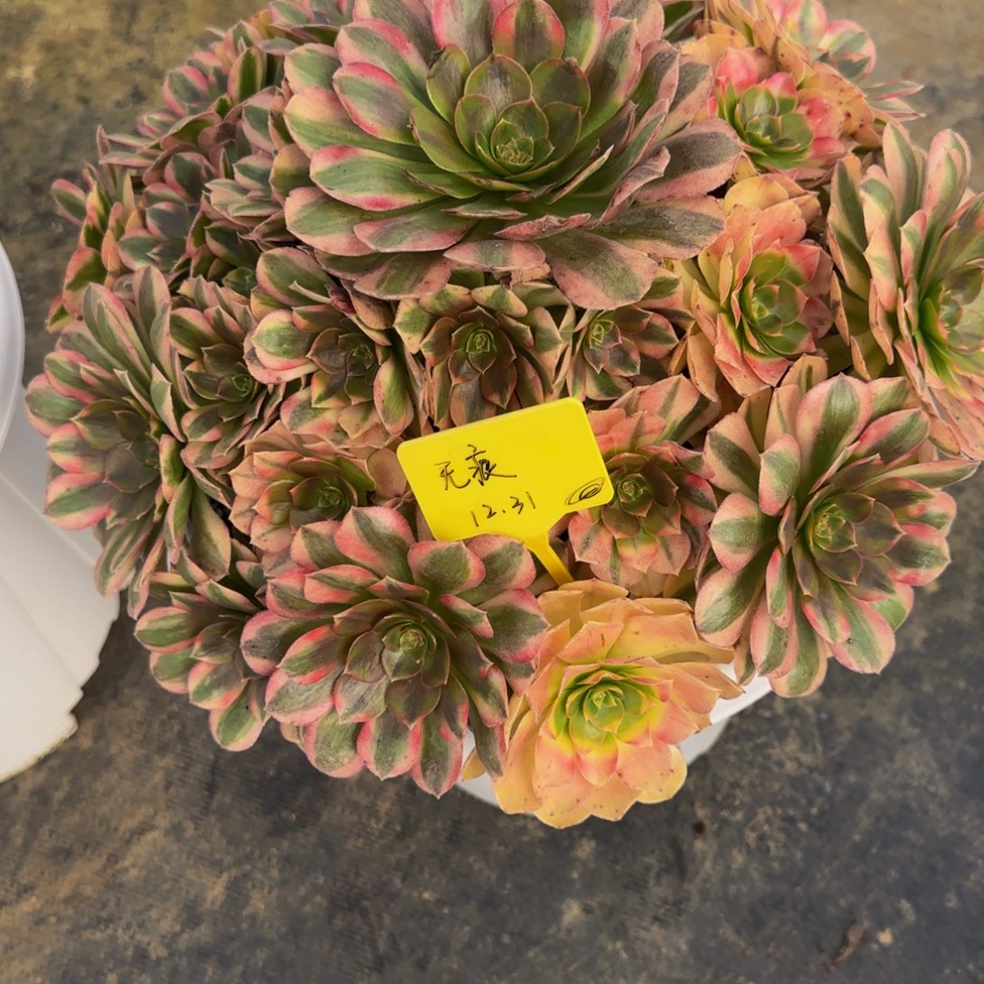 轮回法师锦888888888