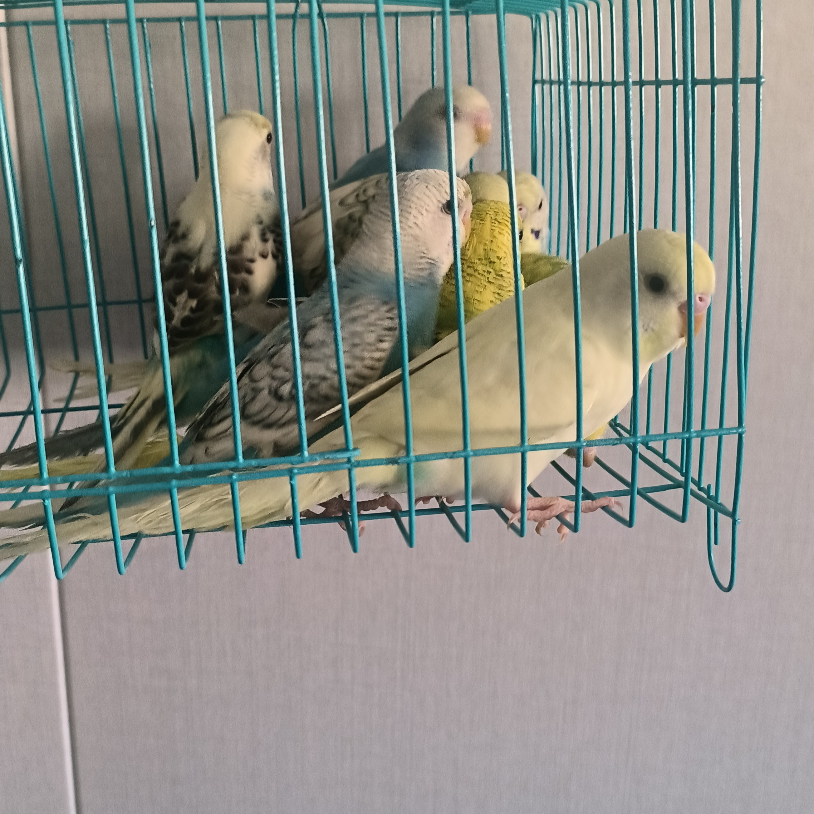 手养鸟可上手亲人云斑家养观赏鸟