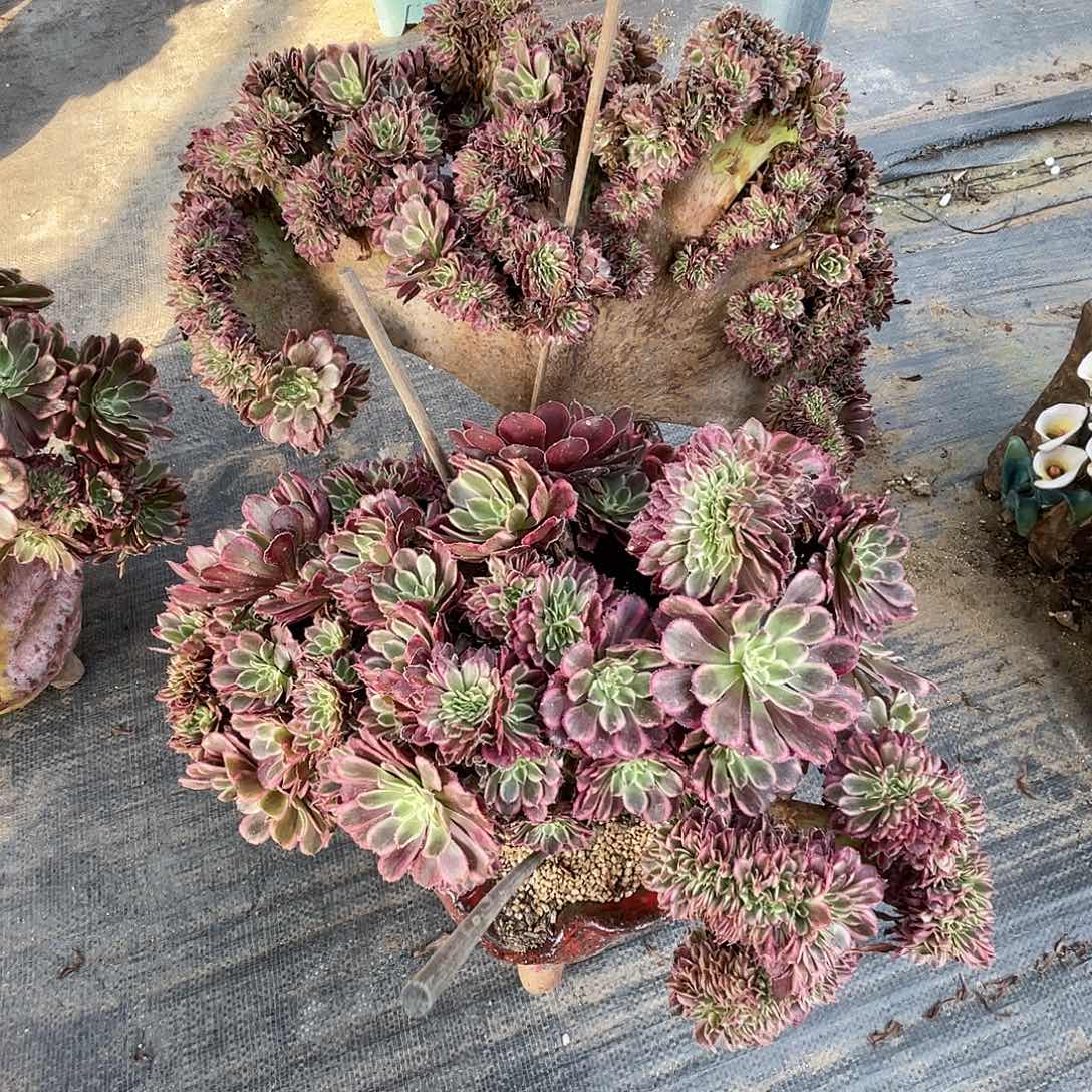 【闪购商品】无花朵A***a打包下地蕾丝公主