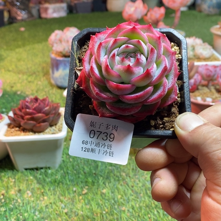 0739啊啊啊啊啊啊啊啊啊啊啊啊啊啊