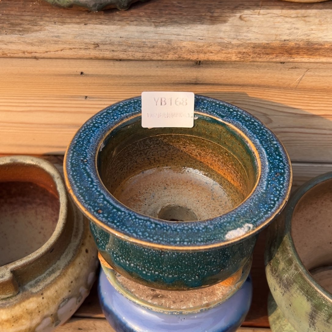 從***，1987多肉植物福利盆168