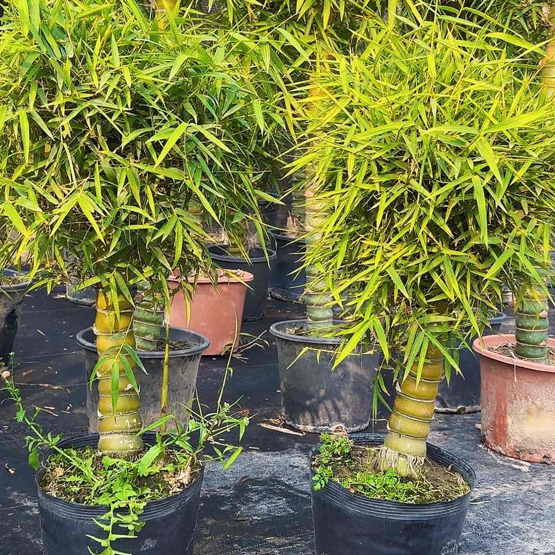 红陶佛肚竹8888888