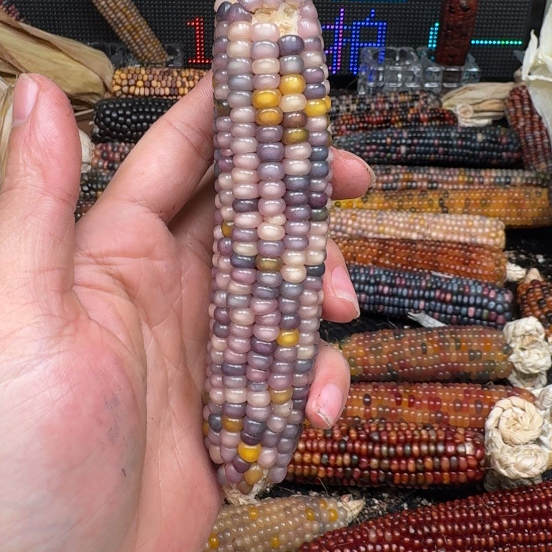 柏香籽/百香籽吊坠〖****】