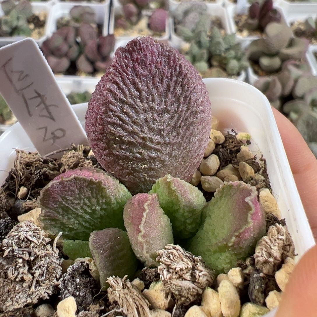 w巨猪宝多肉植物水泡