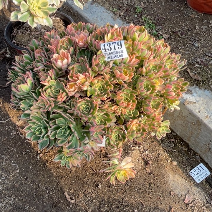379号甜茶多肉植物
