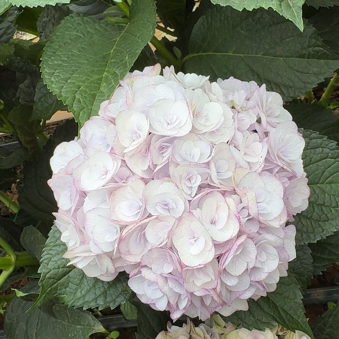 162 号！3支起顺丰空运包邮