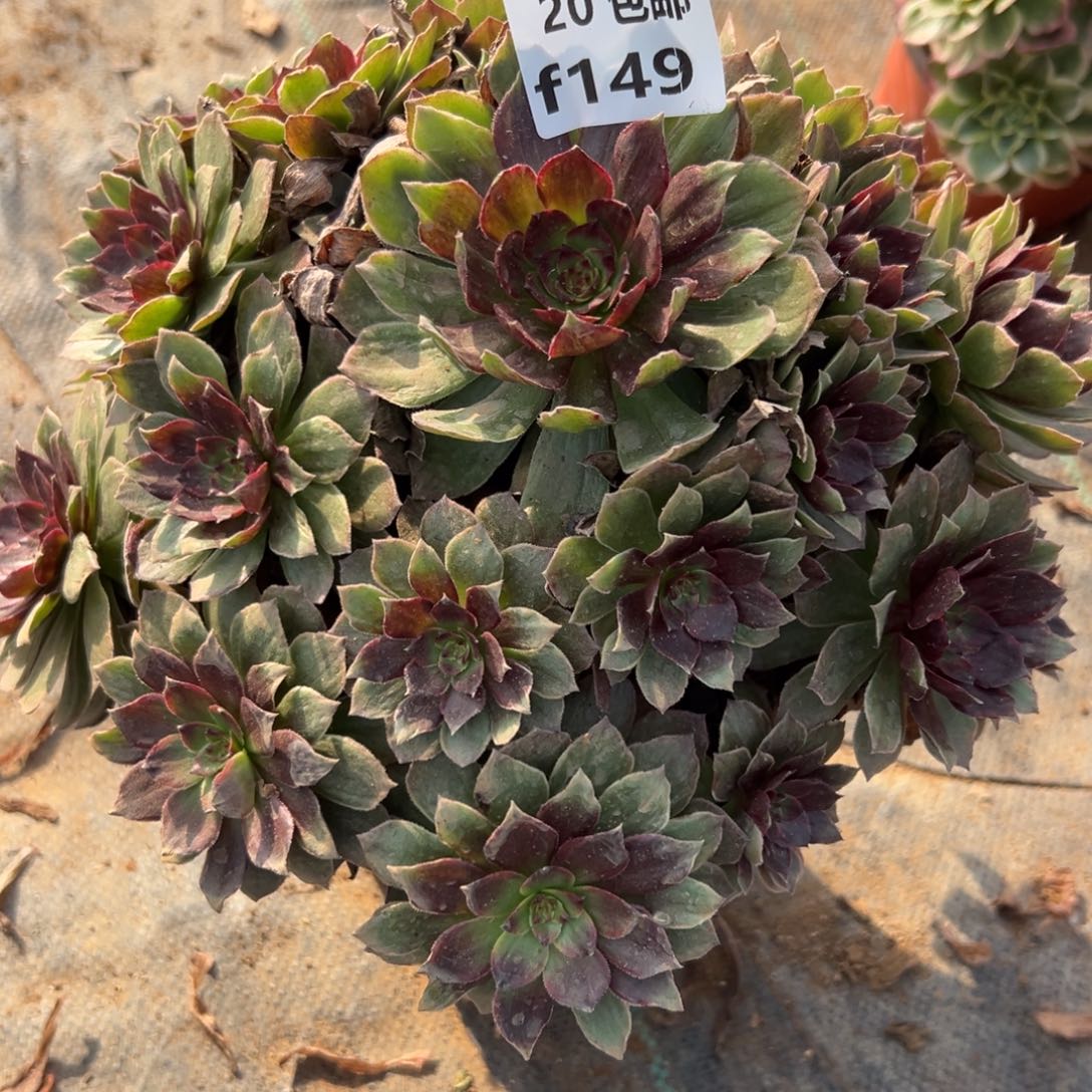 原***稻147红丝绒，满20包邮嘟叮熊