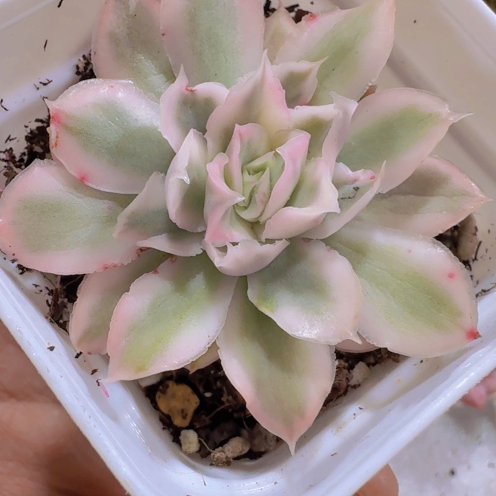 紫蝴蝶锦王炸一颗