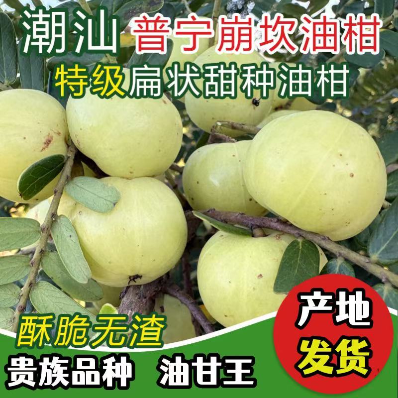 油甘果话梅新鲜采摘余甘果果滇橄榄柿饼油柑丙甜果话梅油柑水果