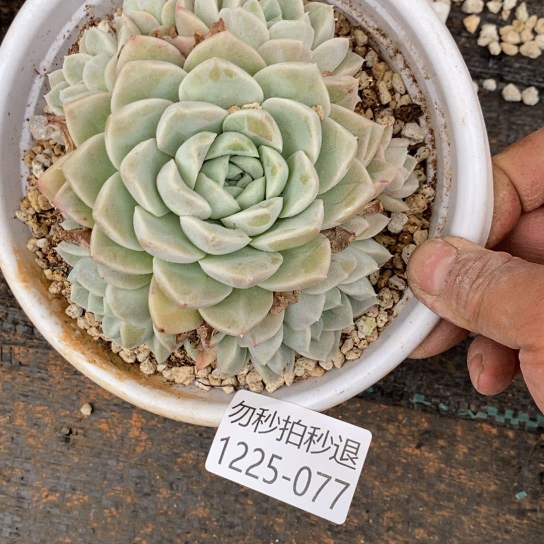 两单包邮1225-77奶油美人