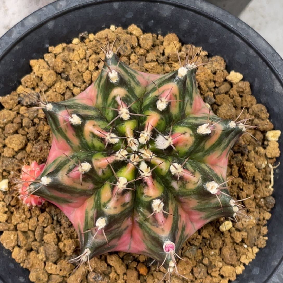 当前无花朵，栽培后可花朵枫叶后代锦