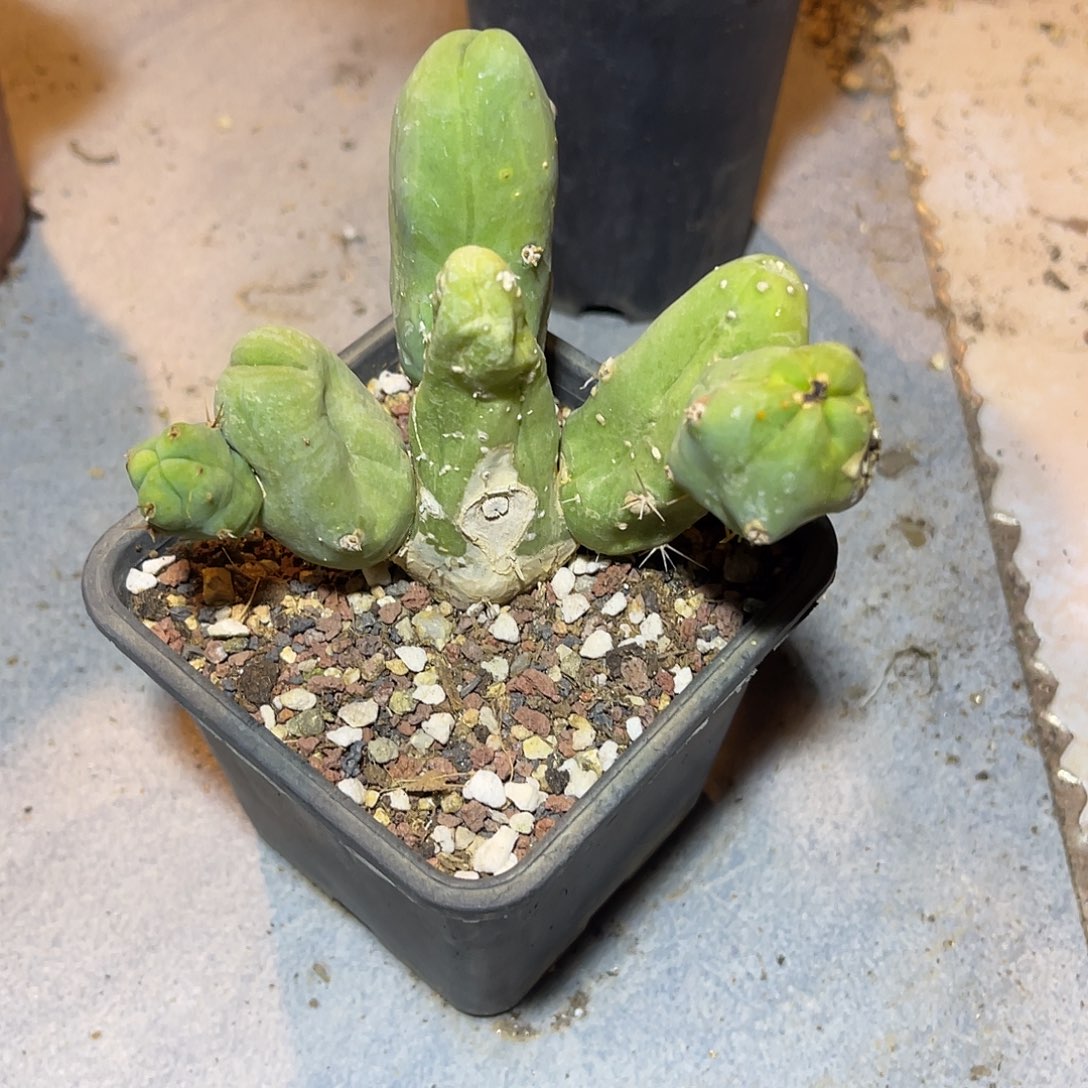 程程柱大群一物一拍
