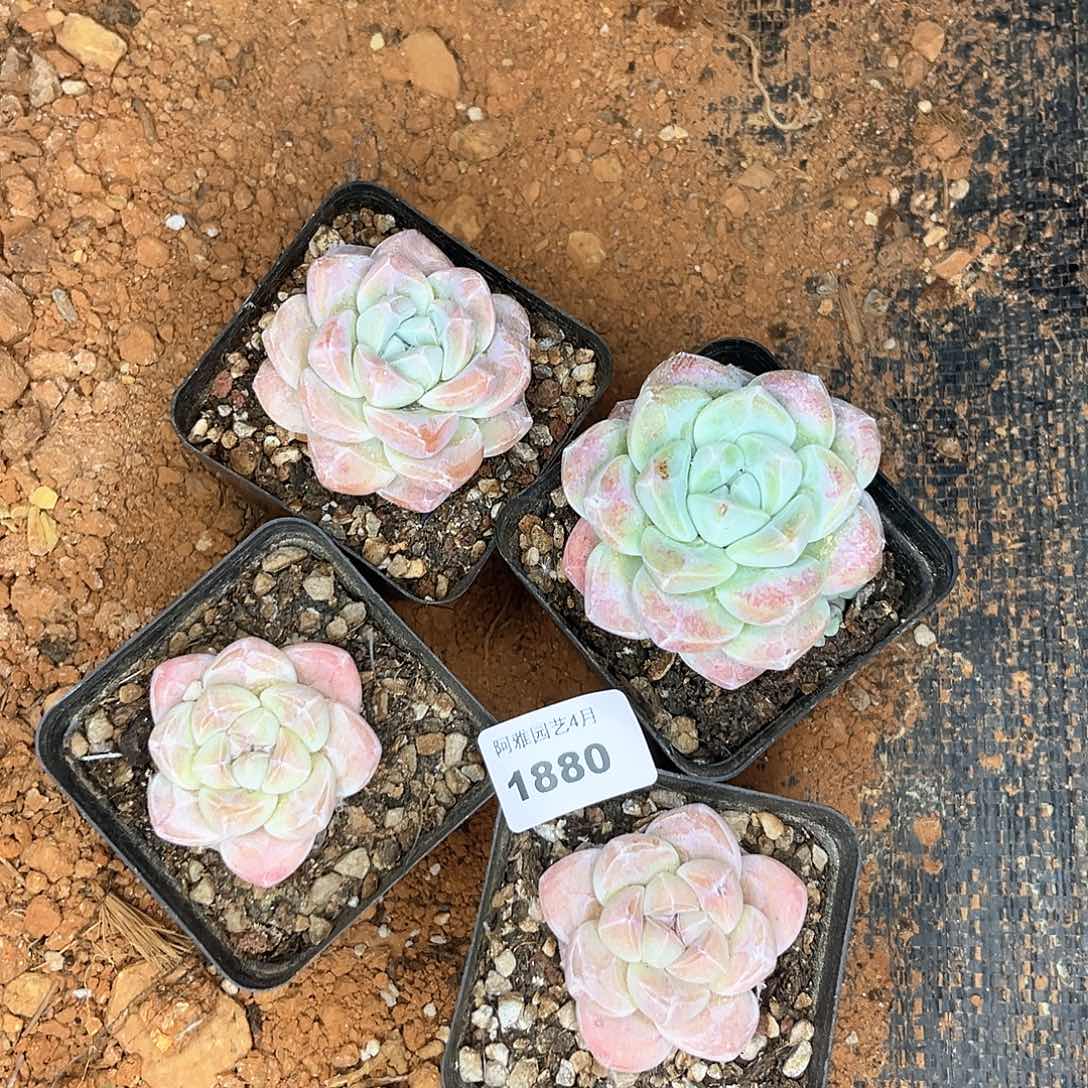 阿雅园艺。    1880