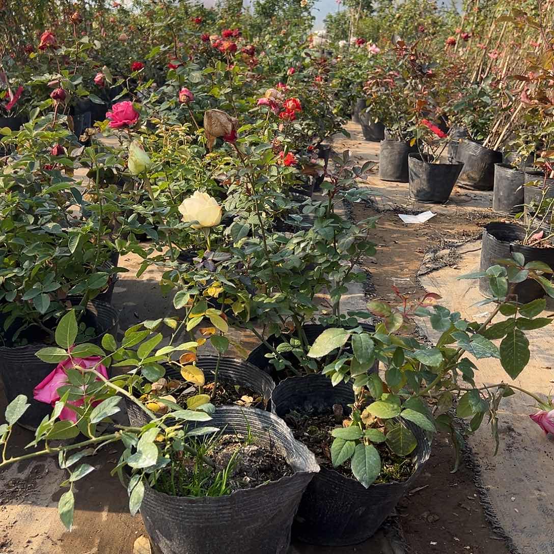 当前无花栽培后可以开花