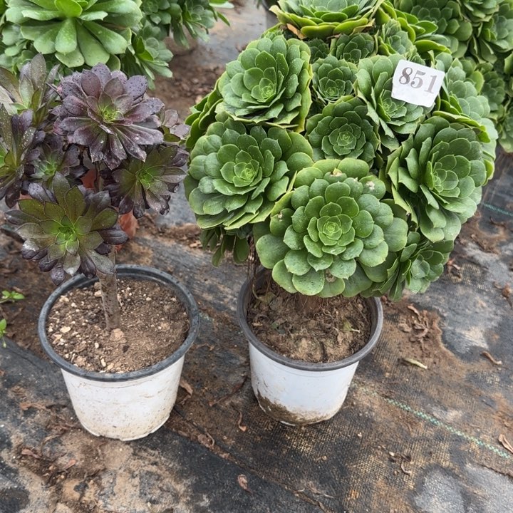 851绿杨蓉➕黑法师包邮。      