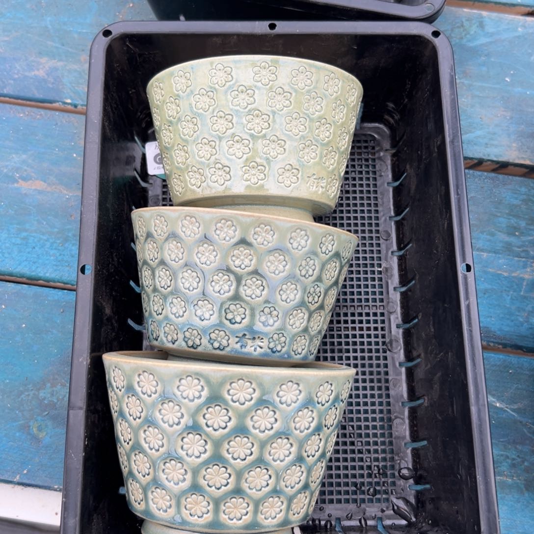 多肉精选编号0116.11