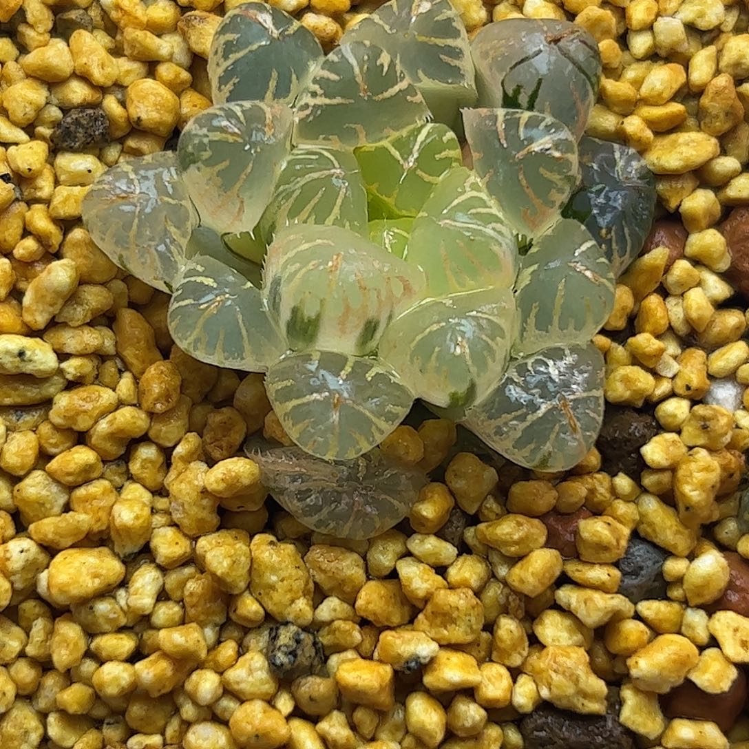 实生玉露糊斑锦十二卷