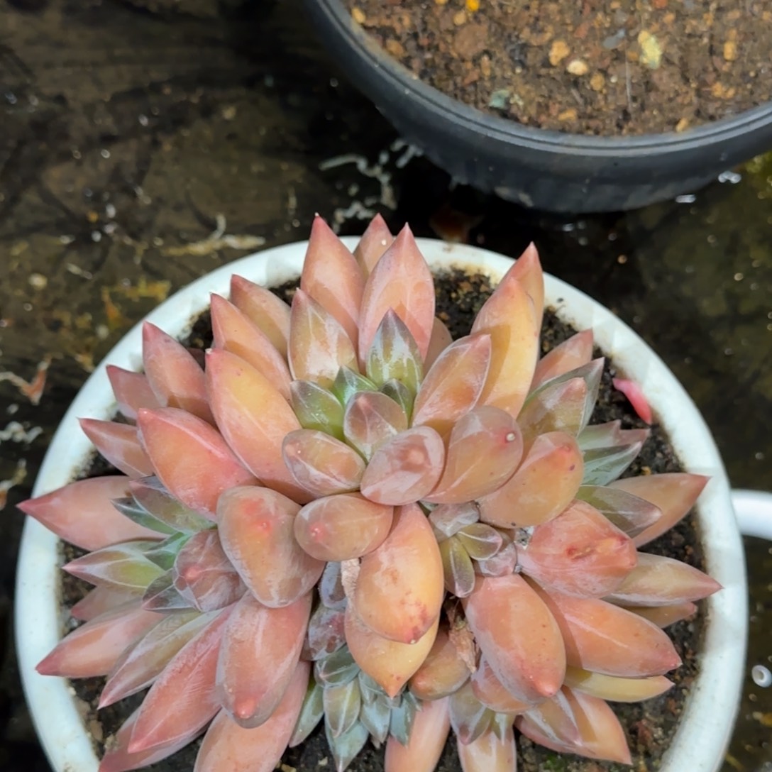 多肉植物多肉植物