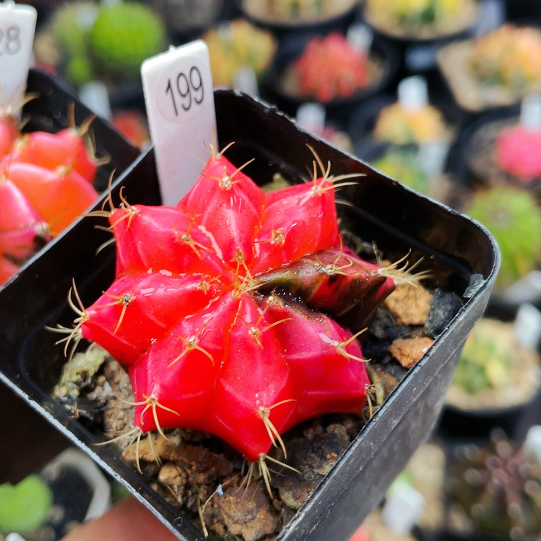 非偏远地区满25发货仙人球