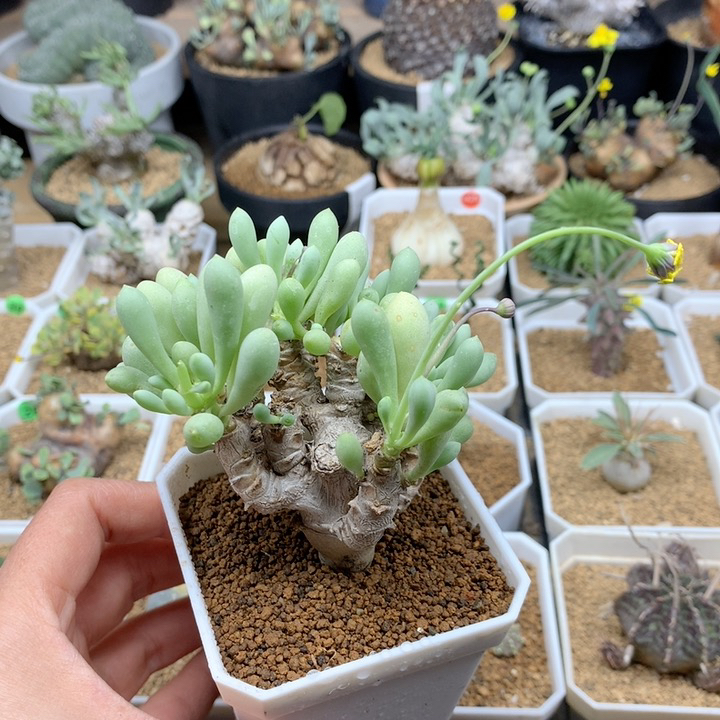 卡拉菲厚敦菊脱土