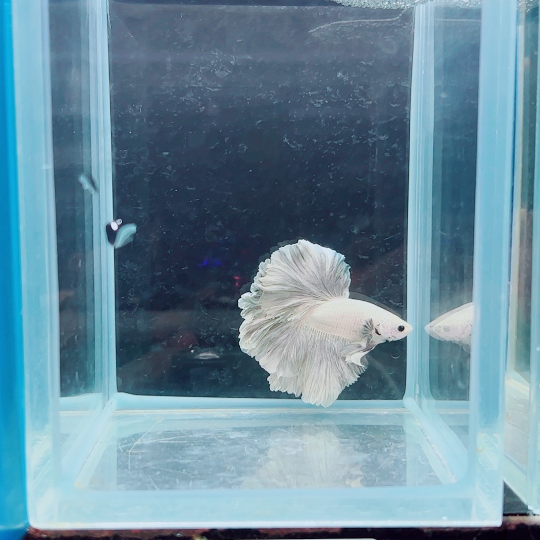 萌***n斗鱼赤道斗鱼水族馆