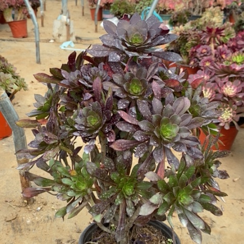 黑法多肉植物030