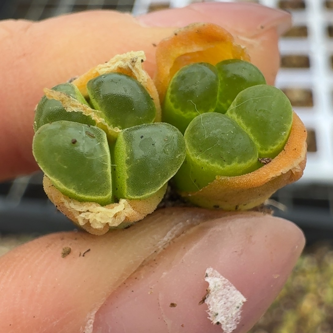 1310两颗佛肚哦588889