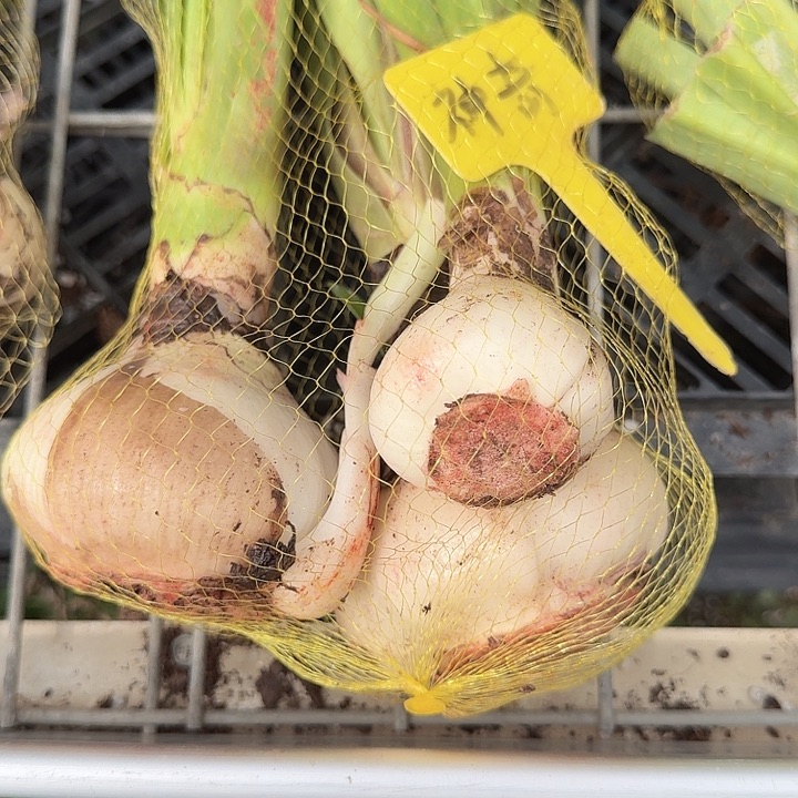 神奇样品球一个福利