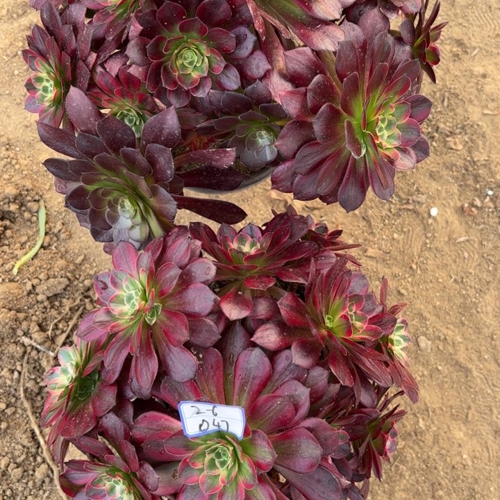 两颗安娜多肉歪断枝不包47