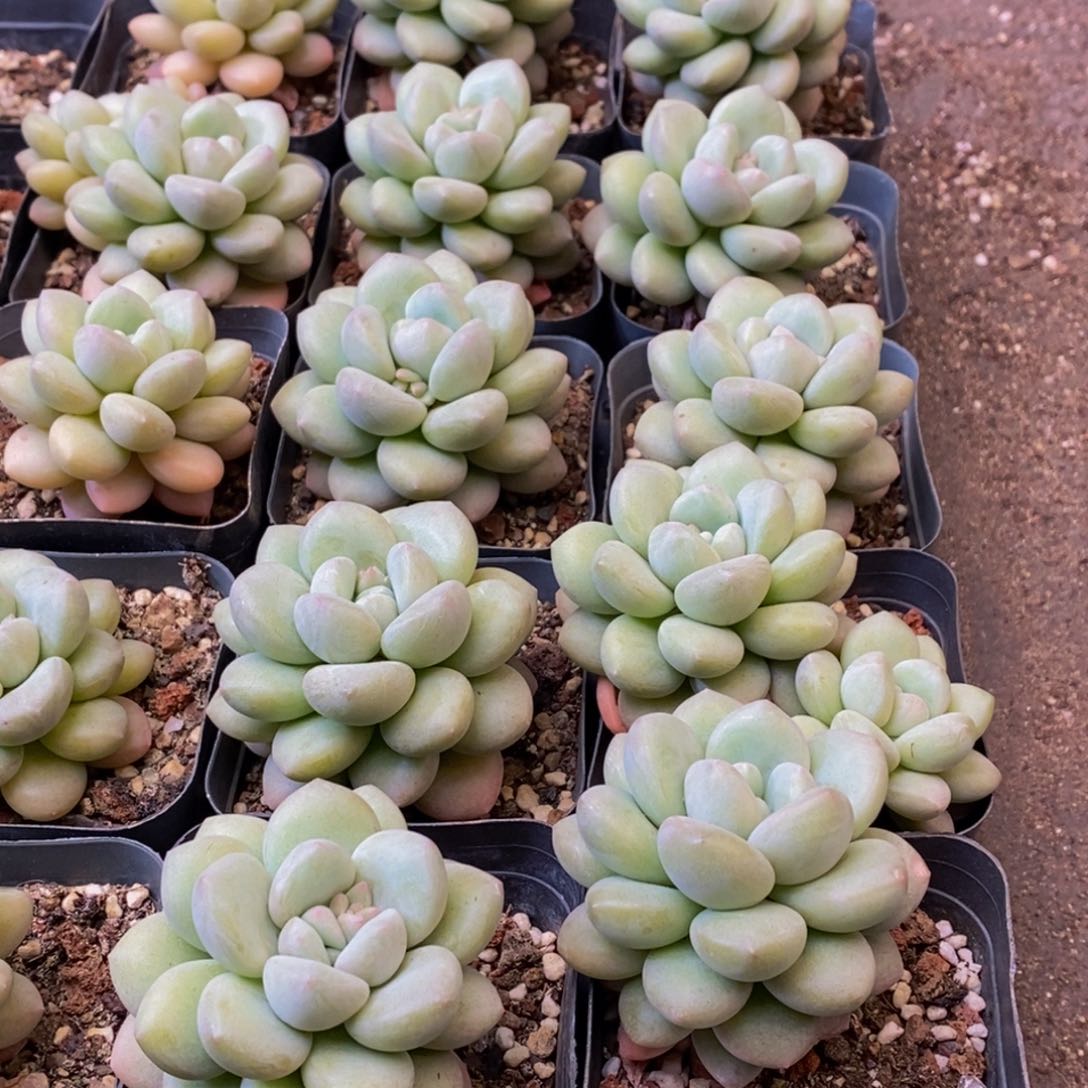 494多肉植物保护研究所所长的