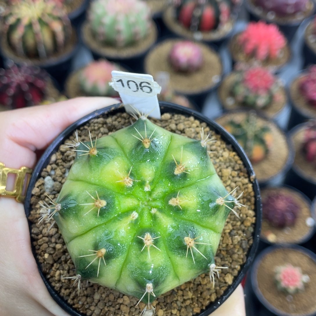 米哈星球000000008