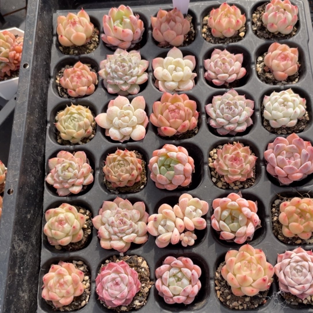 不包整散 盆子不售后1234