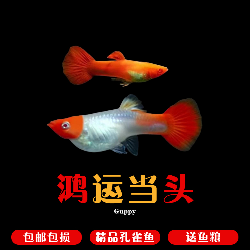 鸿运当头孔雀鱼2-3厘米小型热带淡水观赏鱼好养耐活
