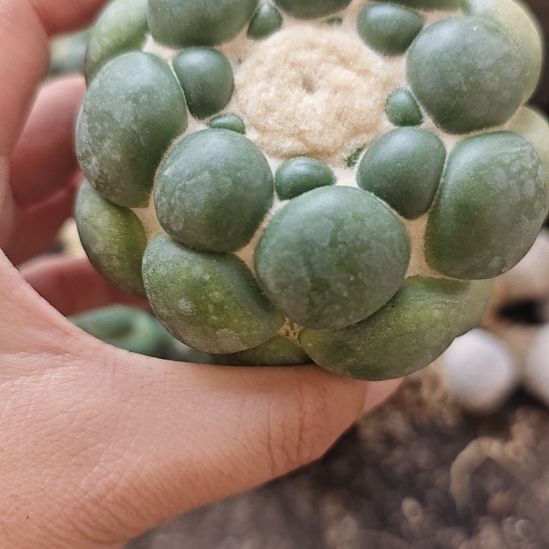 一物一拍，泰输实生仙人球！