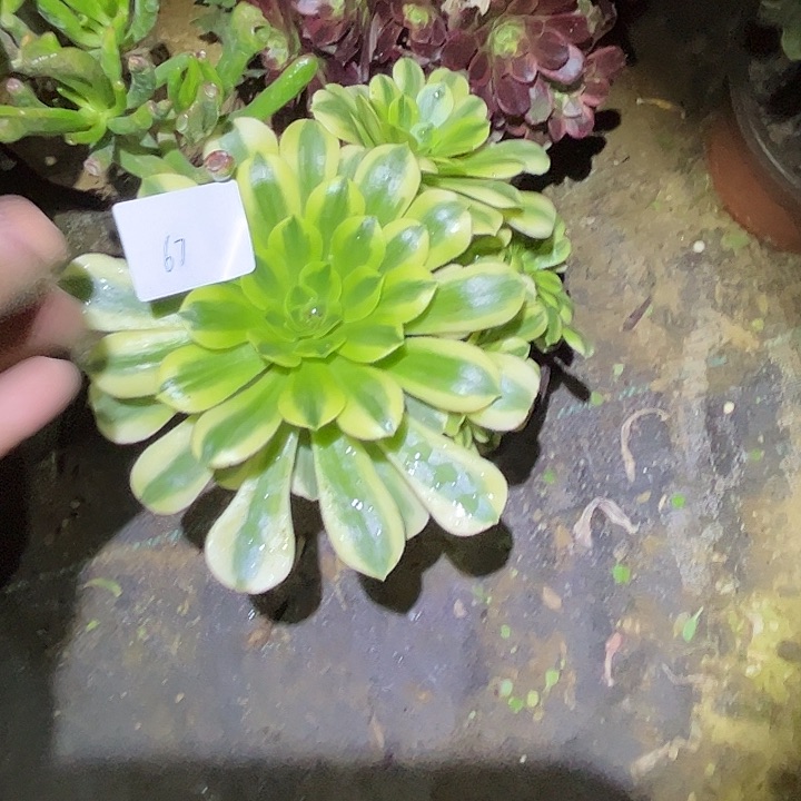 爱****婆多肉法师植物链接67