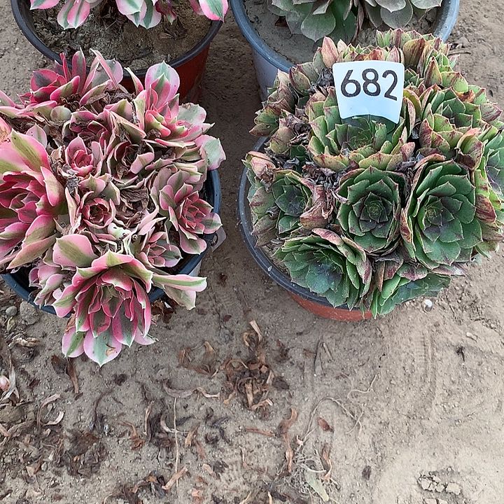 无花朵682女巫➕万拉丝北量随机发