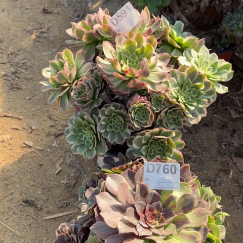 多肉植物海仙花月夜