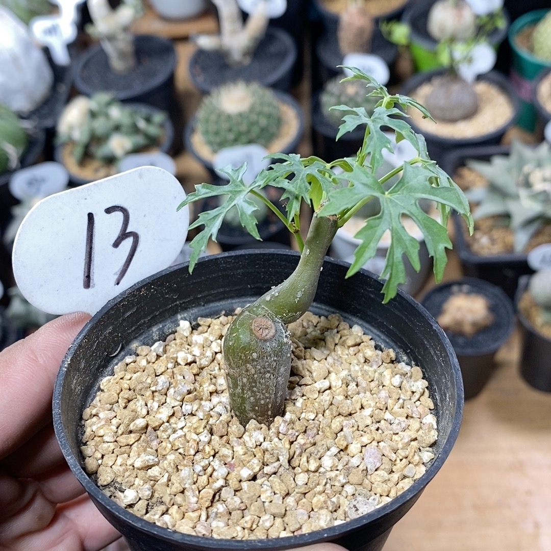 13号枫叶苦瓜 高度6cm