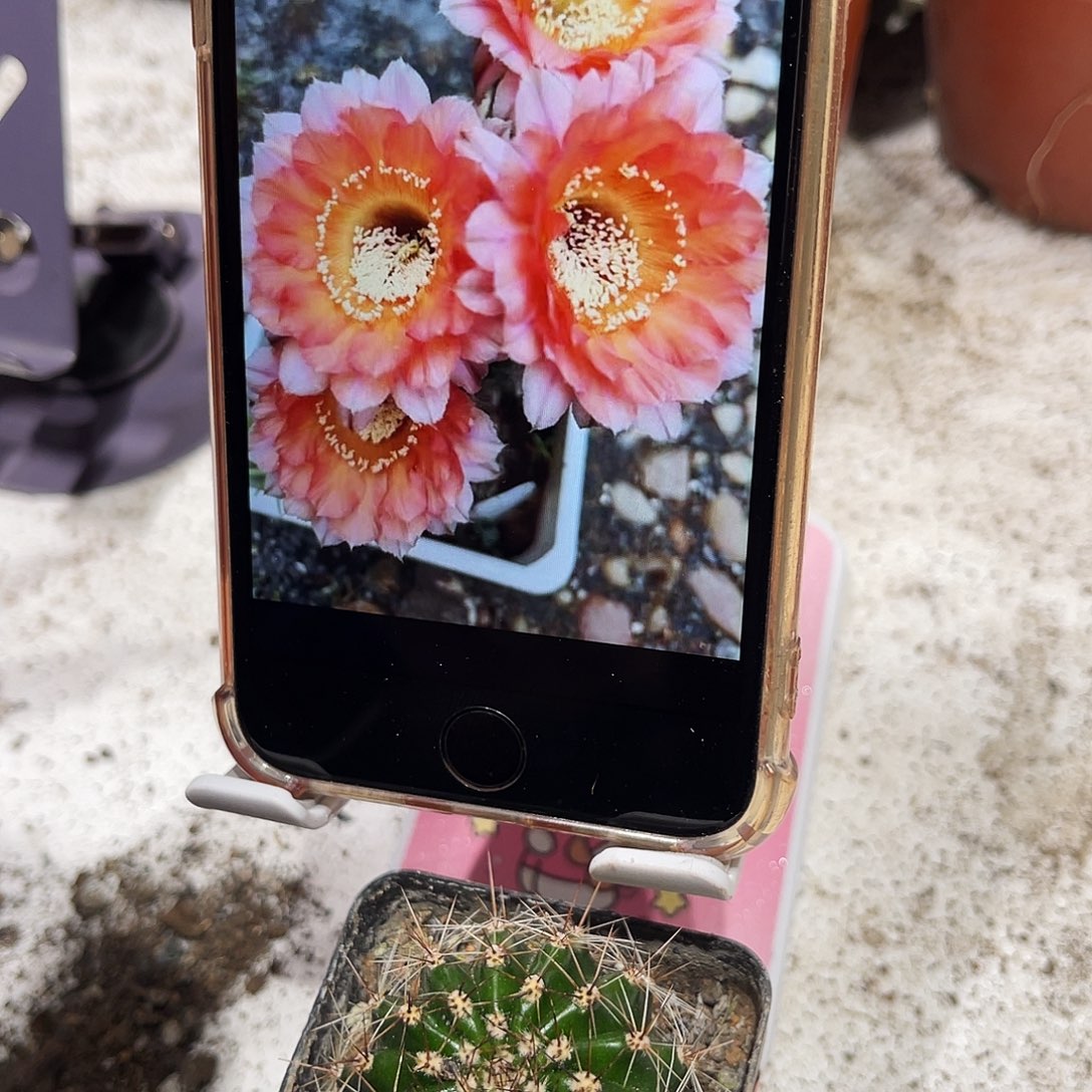 彩草003号带根3公分左右