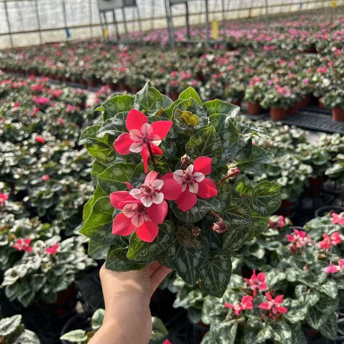 仙客来室内盆栽带花苞发货四季开花易养观花绿植盆景