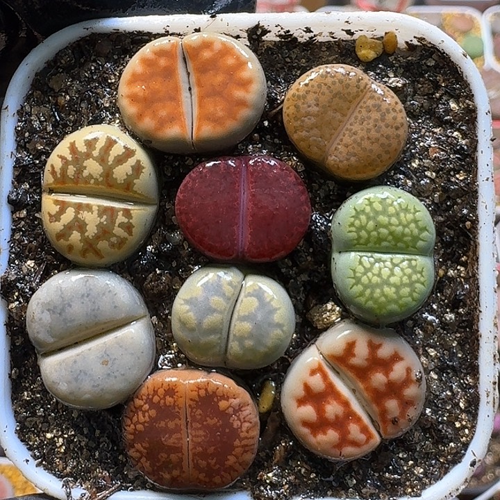 生石花111111。  350