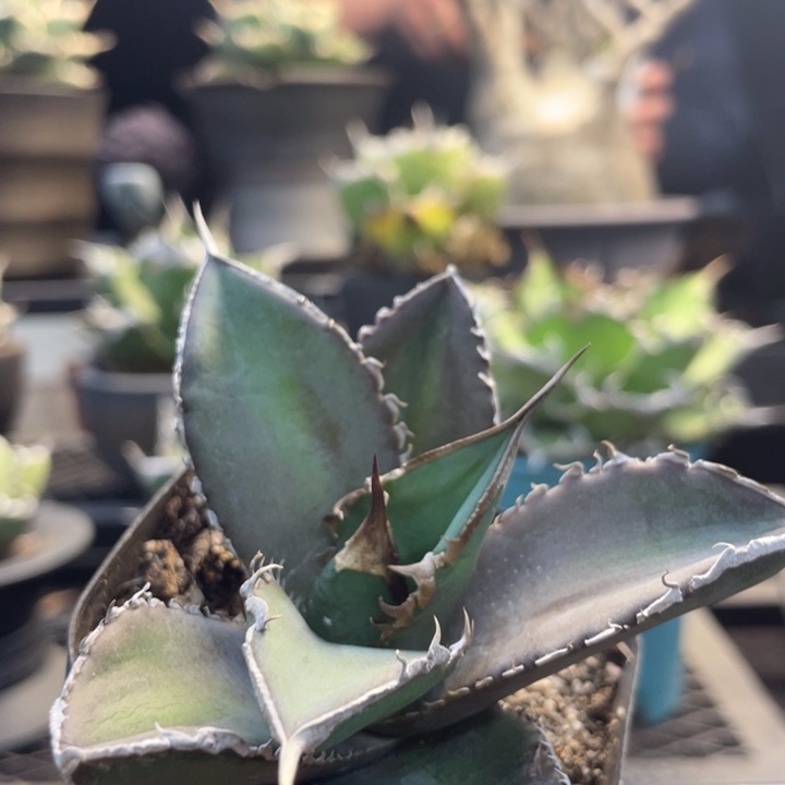 【闪购商品】绿幽。     