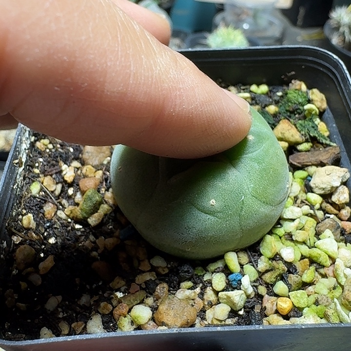 824蓝白肌银鱼脱土发货