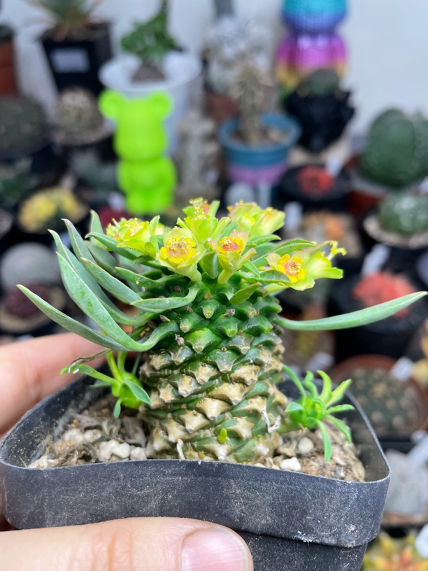 锁石多肉铁甲麒麟裸根发货不带盆土