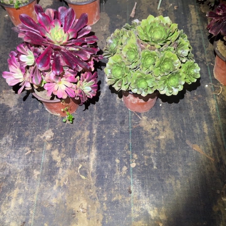 一单包邮不包侧枝21